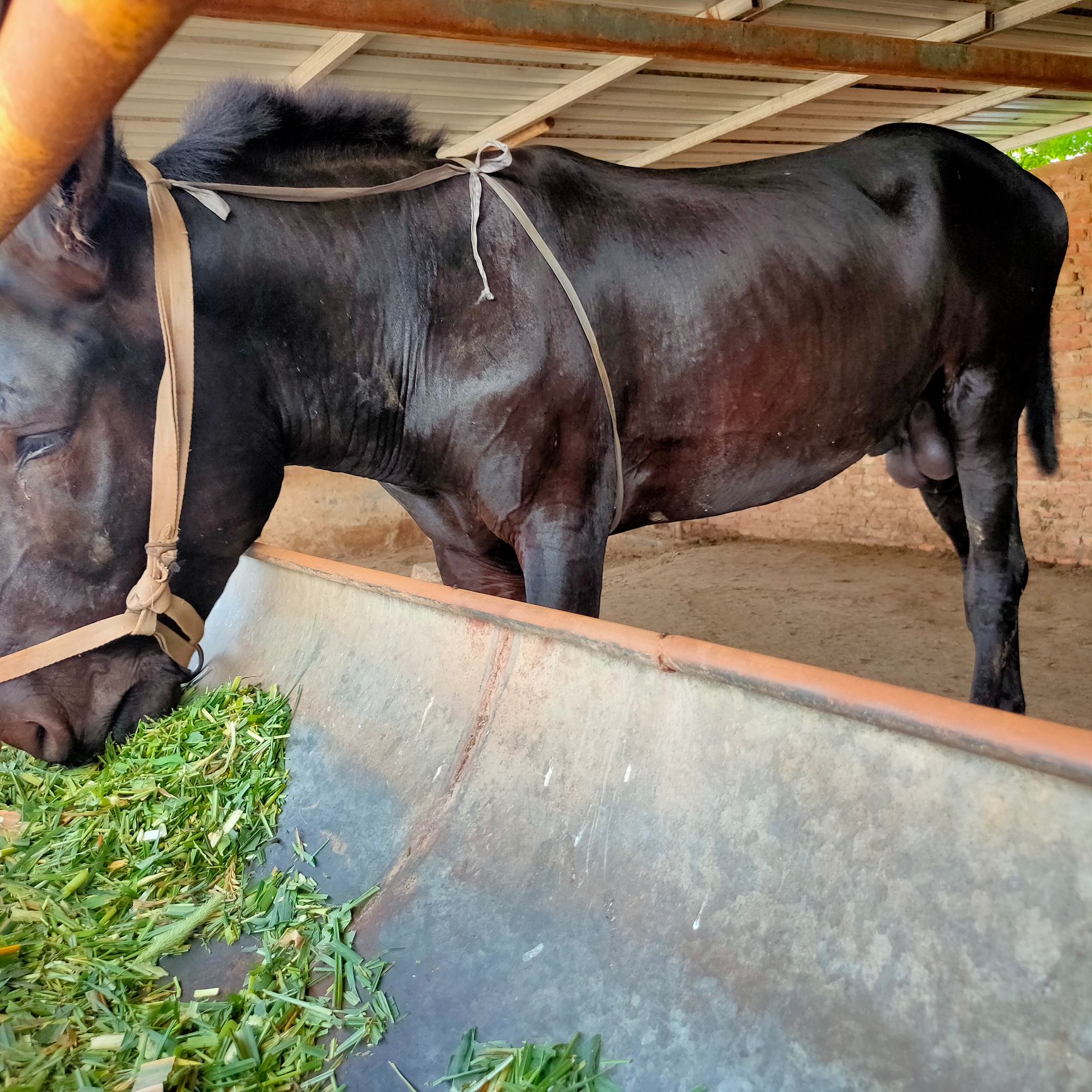 种驴  毛驴种馿馿苗成年肉驴出售