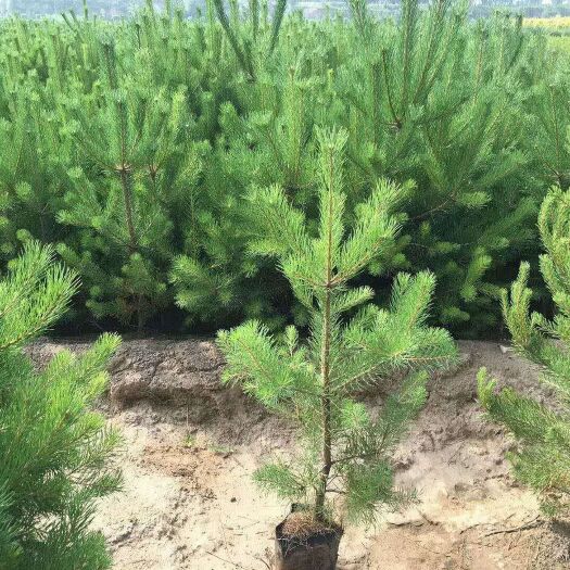 大田油松 油松杯苗，21杯，1米，40冠