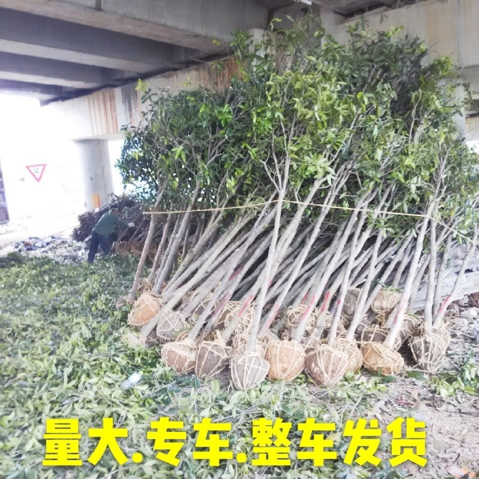 自产自销桂花树红花丹桂血桂状元红丹桂八月桂【批发价包邮 】