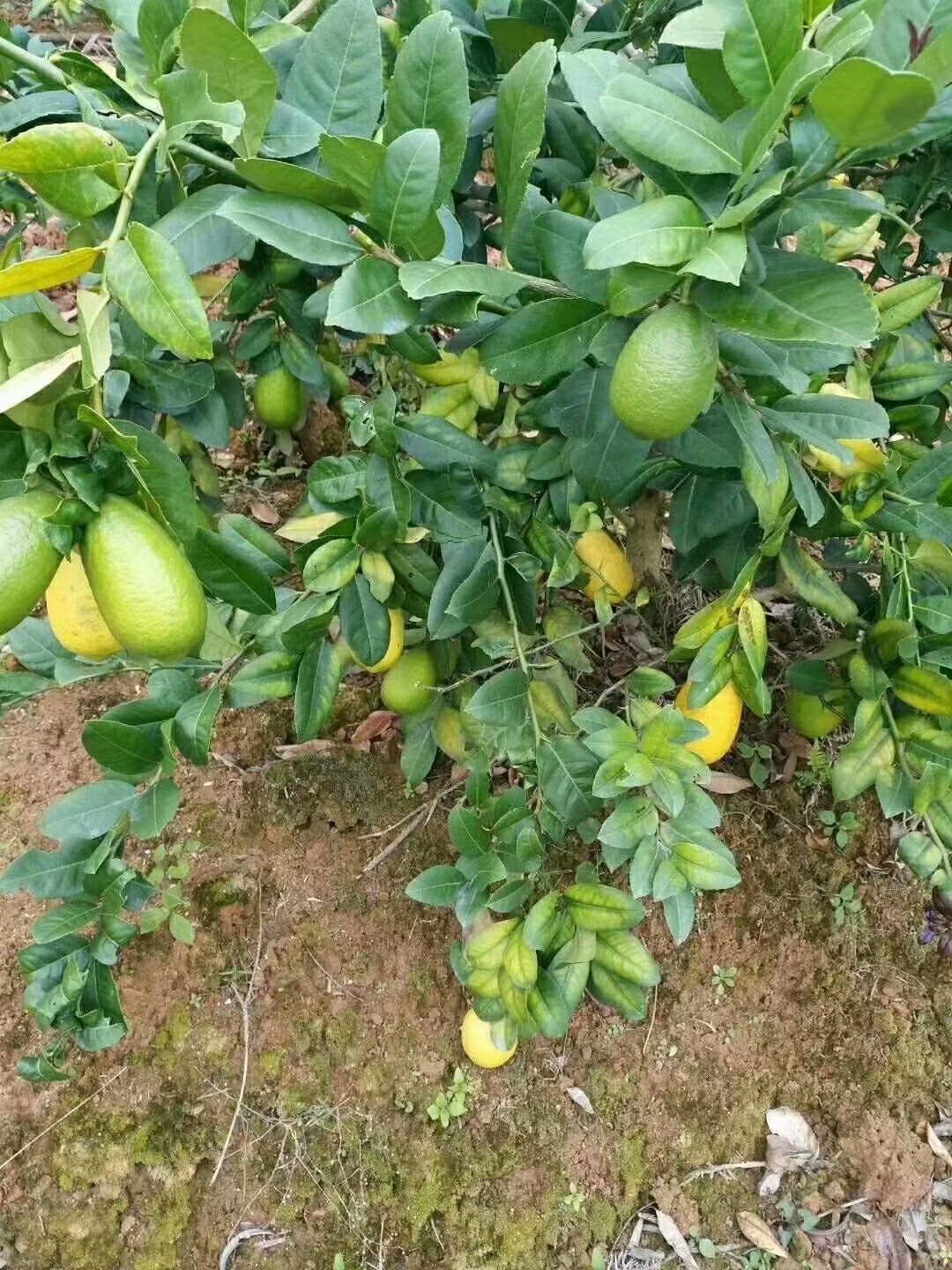 香水柠檬苗  水柠檬苗 四季香水柠檬，青柠檬嫁接苗，包技术包