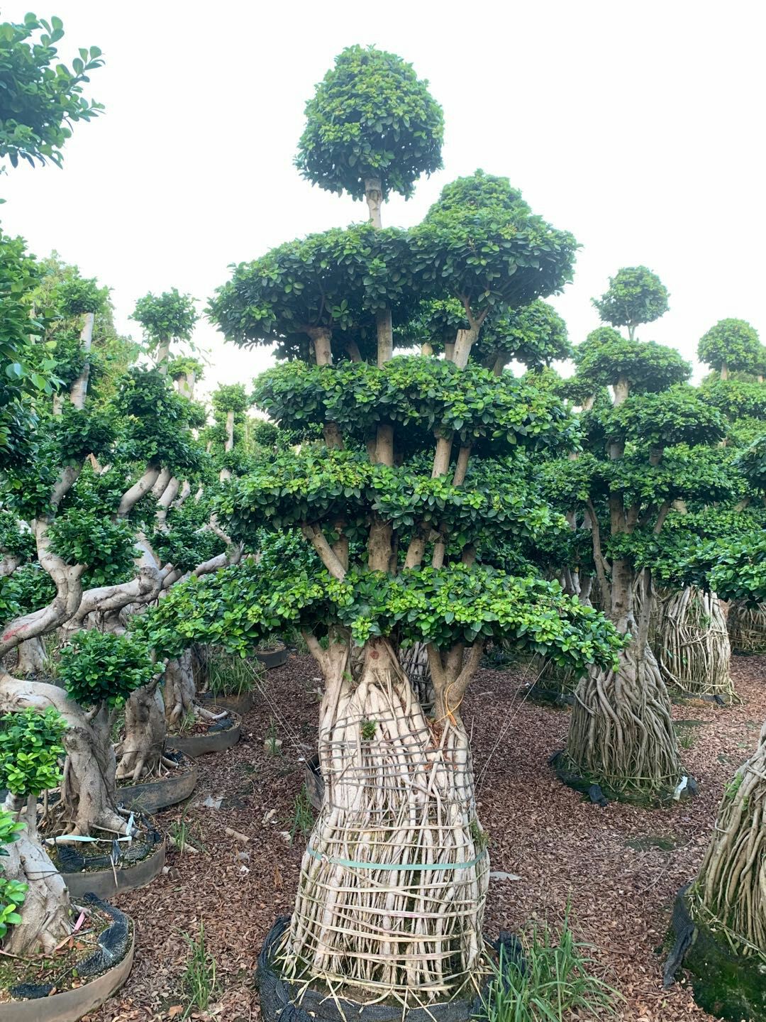 造型景观小叶榕桩头 福建造型南安提根小叶榕桩景桩头批发