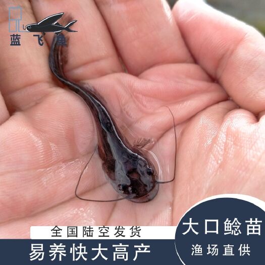 广州大口鲶鱼苗 大口鲶苗