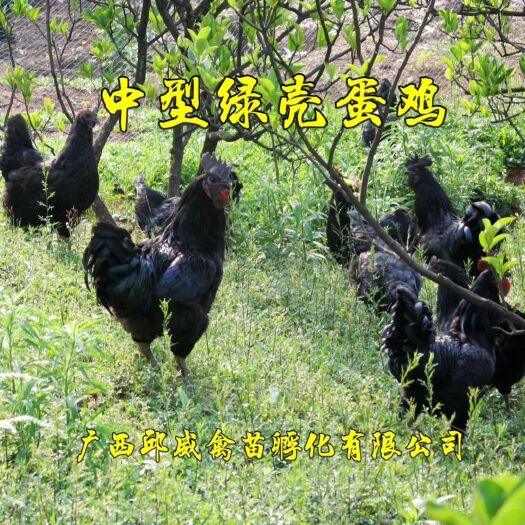贵阳 中型五黑鸡苗，五黑绿壳鸡苗，黑瑶鸡苗，全国发货包打疫苗