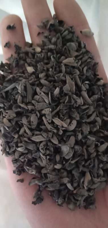 蛟河市小木耳黑木耳.泡发率高