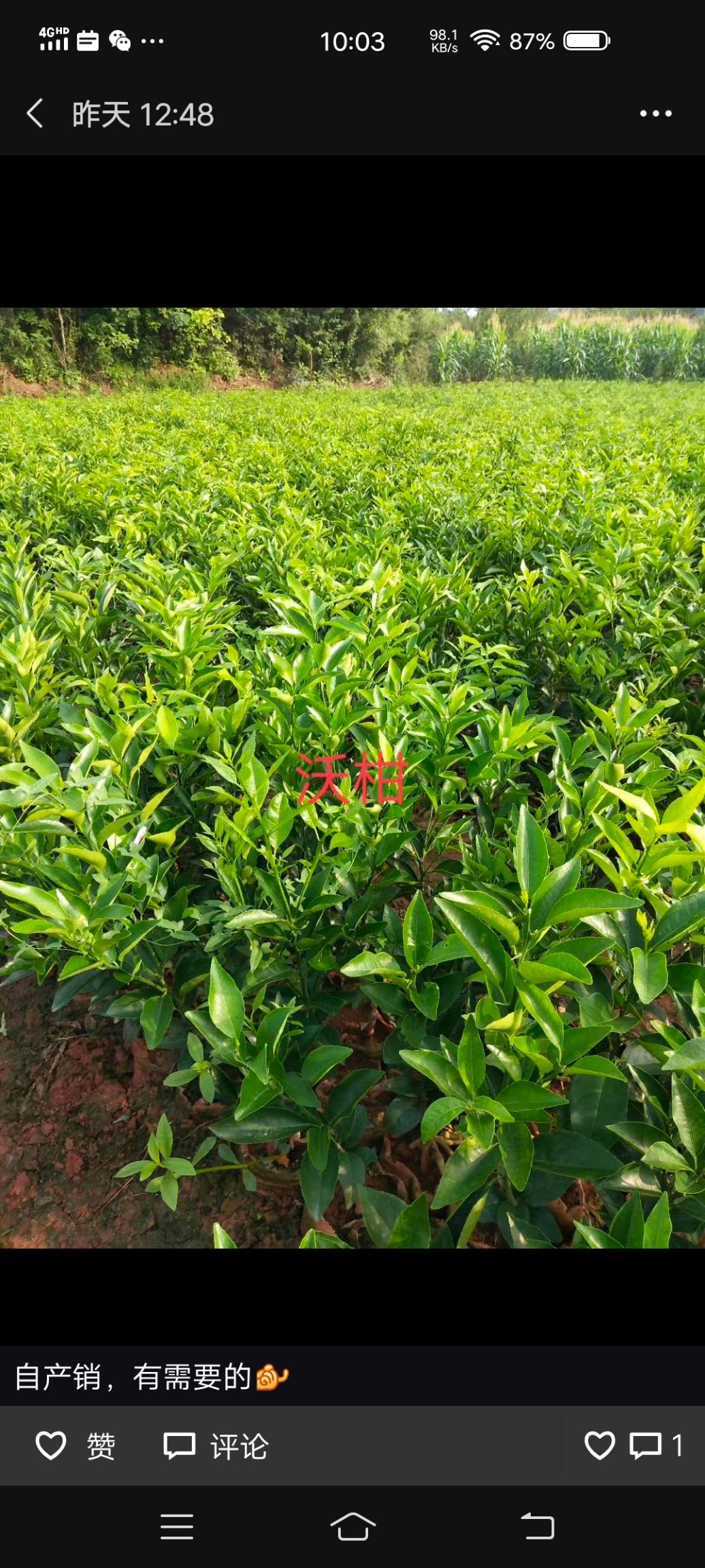  沃柑苗。杯苗。地苗。耙耙柑苗杯苗