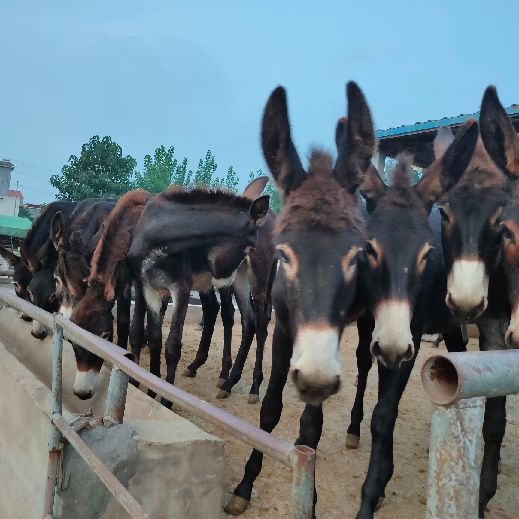 种驴  毛驴种馿馿苗成年肉驴出售