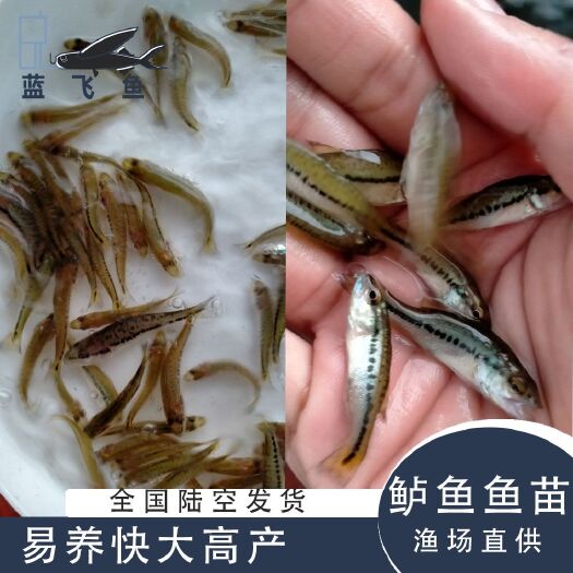 广州 鲈鱼苗