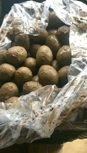 安新县白洋淀咸鸭蛋 散装