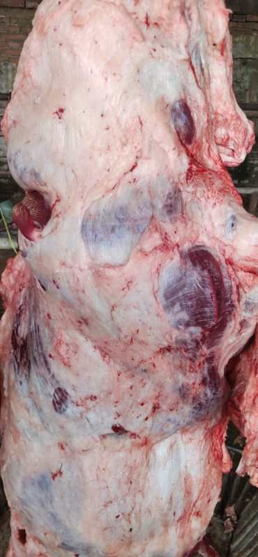 牛肉类  兆达畜产品公司批发国产纯干冷鲜牛肉