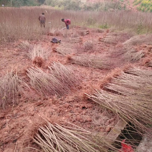 简阳市毛桃苗，实生毛桃苗，四川毛桃苗基地，基地直销，无任何病虫害。