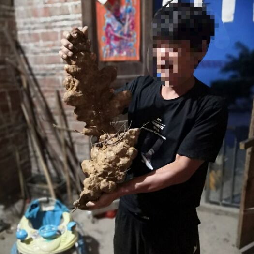 连州市 鲜土茯苓