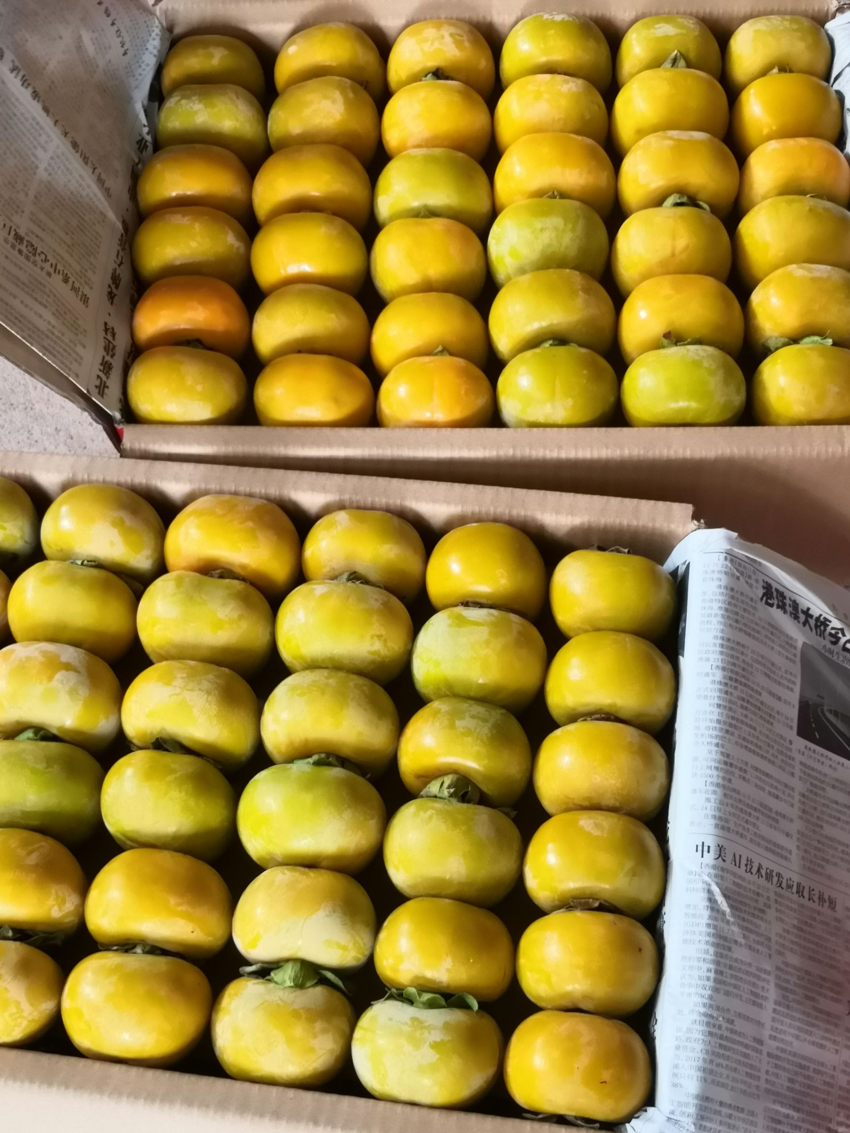 柿子  广西恭城红柿脆柿产地直供