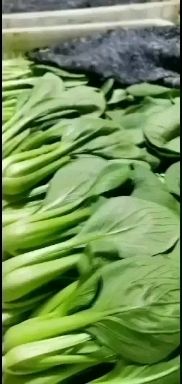  精品小棵油菜，精品小棵快菜