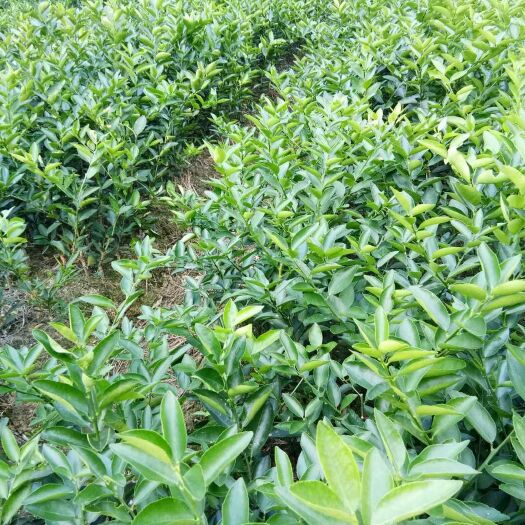 灵山县无籽青柠檬苗（塔西提）不正包赔，包邮，质量保证，36小时发货
