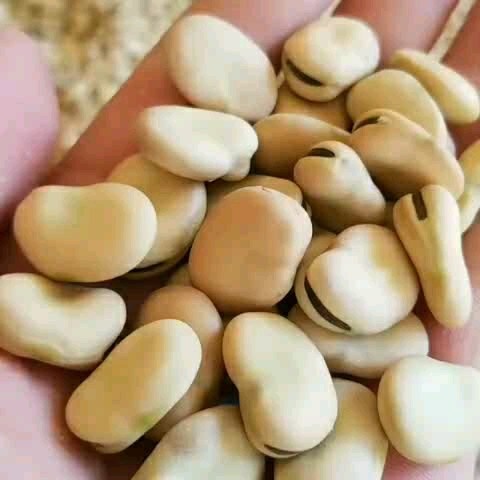 甘肃精品蚕豆 特级大白蚕豆
