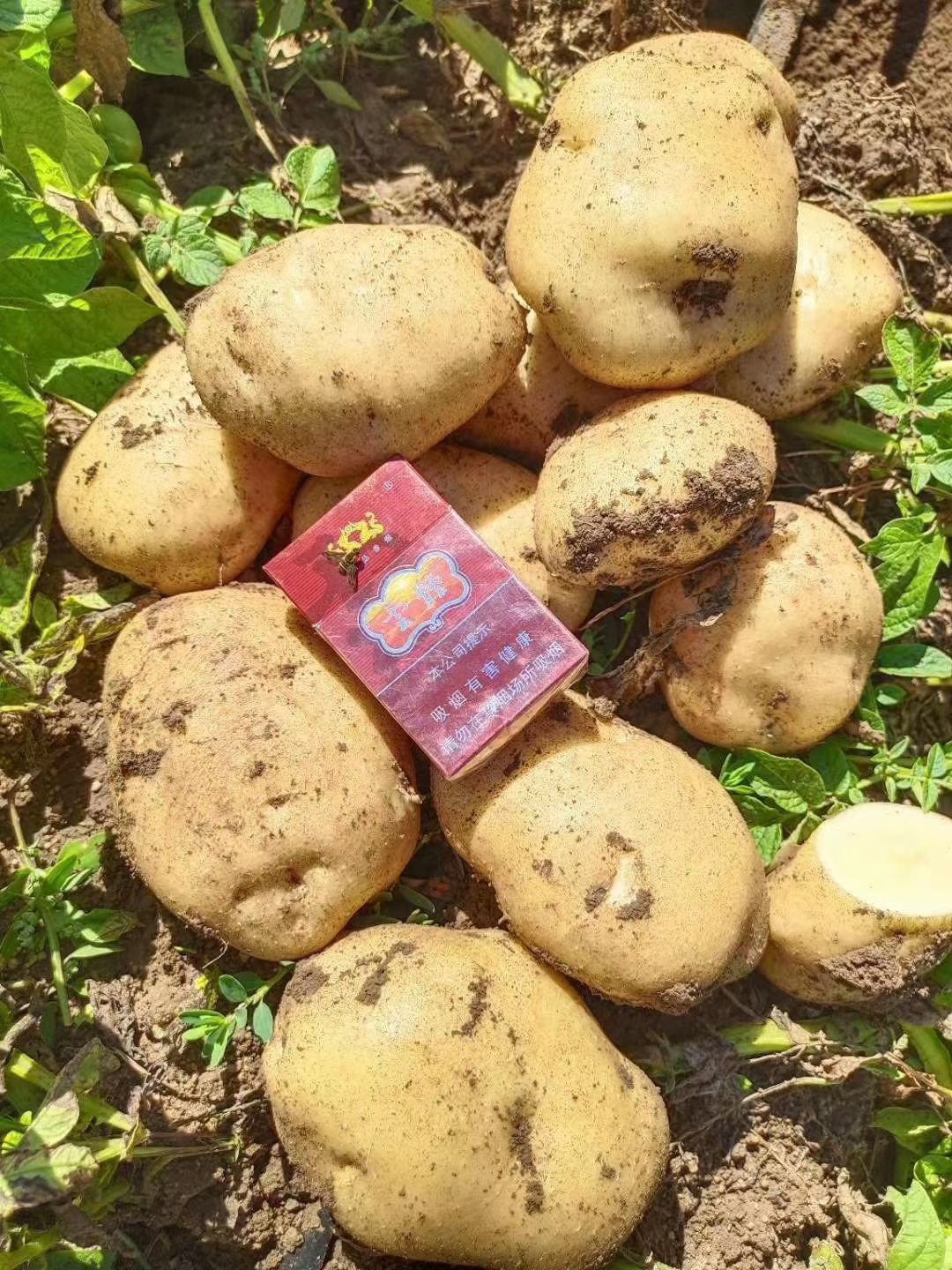  大量供应土豆品种有ⅴ7，中暑5号，荷兰十五