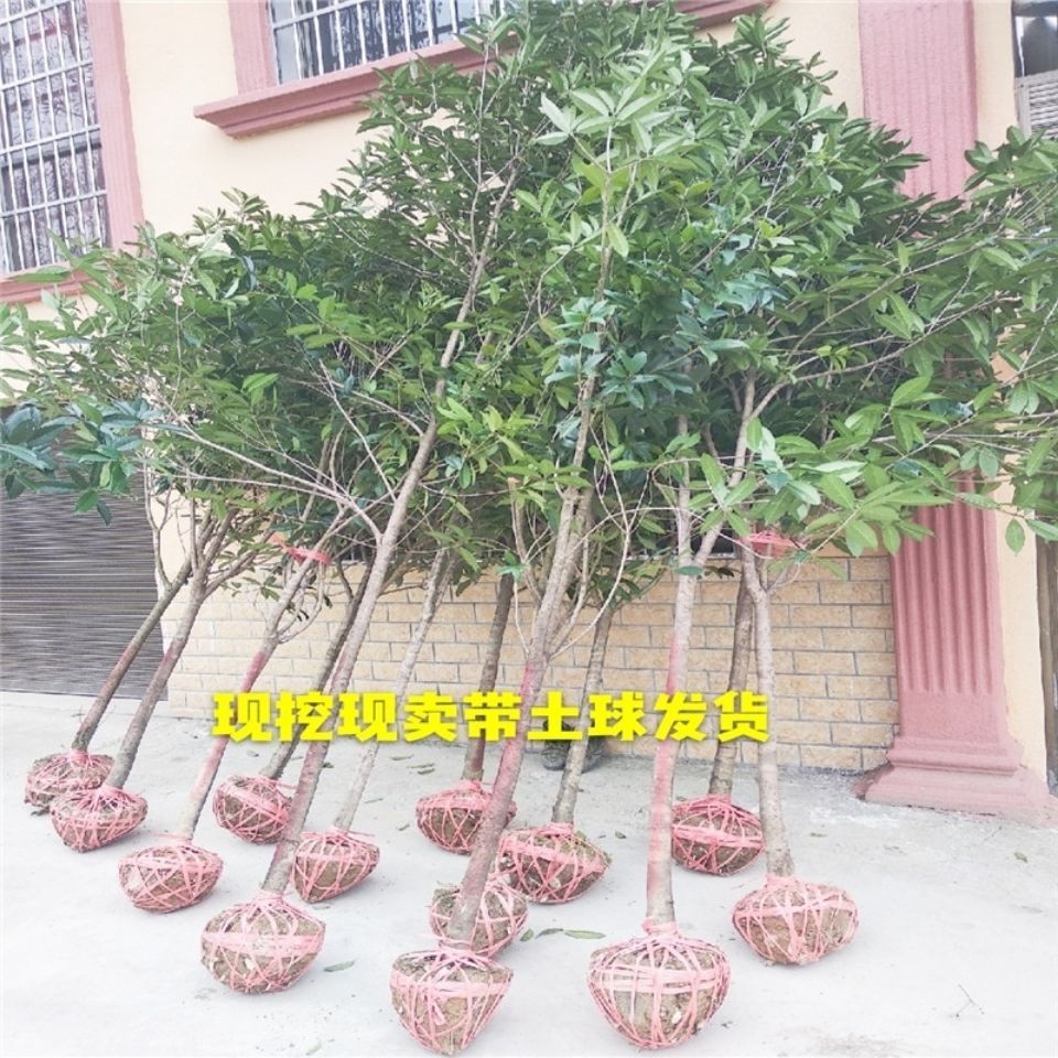 桂花树金桂庭院别绿化桂花树桂花树苗
