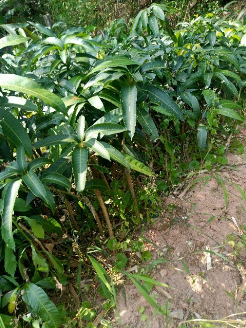 灵山县金煌芒果苗  芒果苗