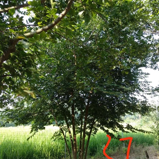荆门 大量丛生朴树 单杆朴树处理价格