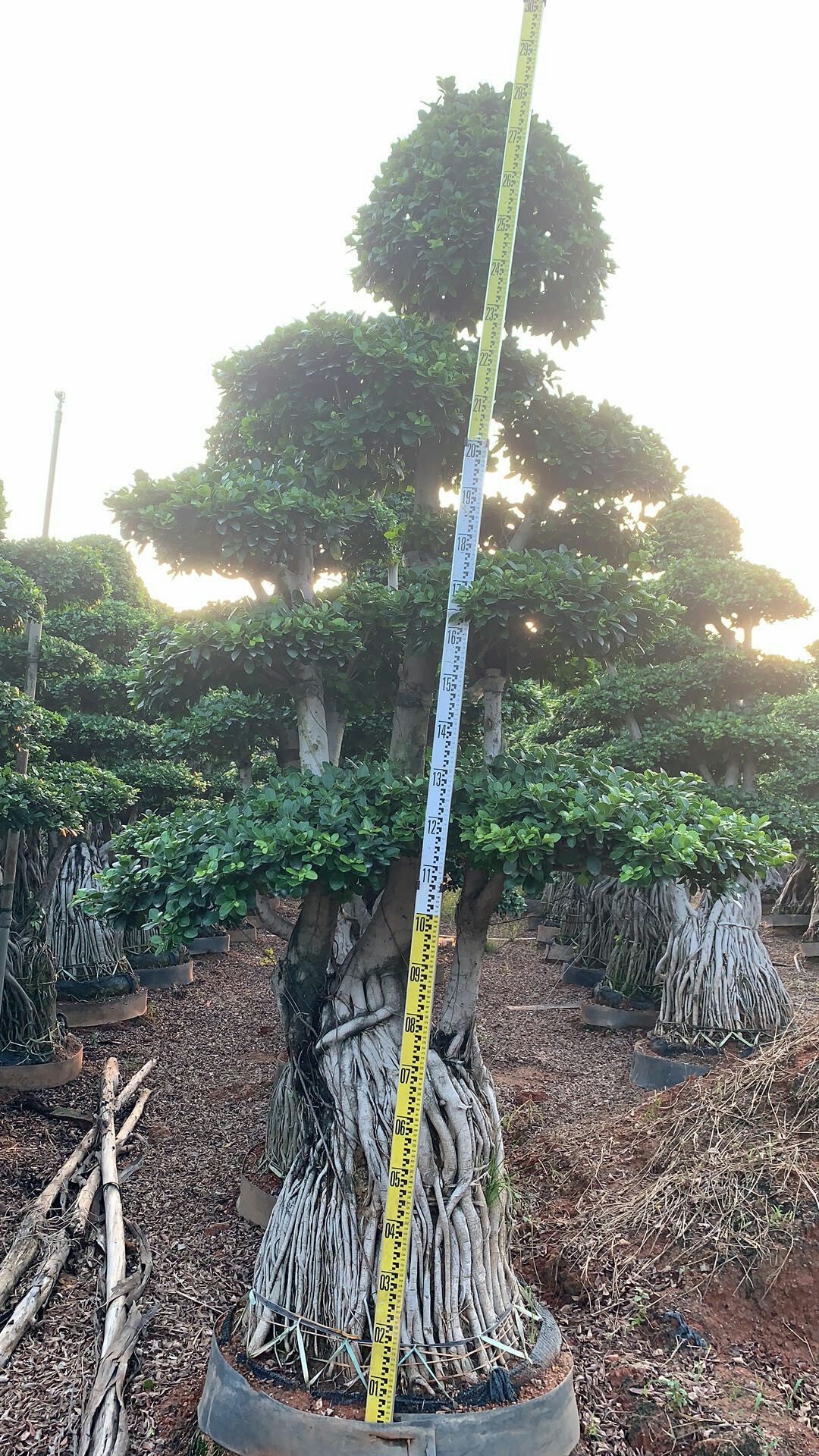 造型景观小叶榕桩头 福建造型南安提根小叶榕桩景桩头批发