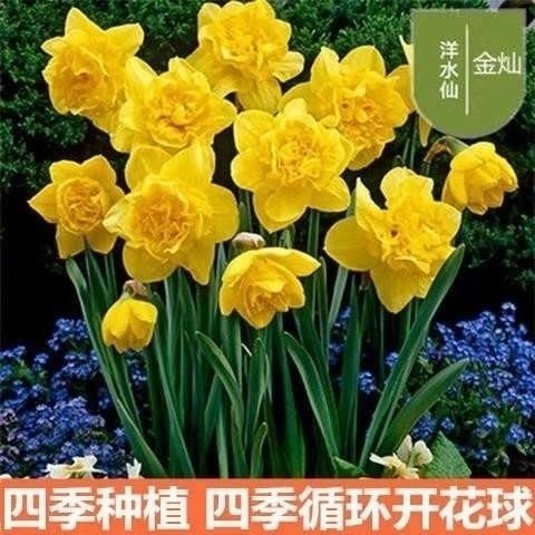  水仙花种球