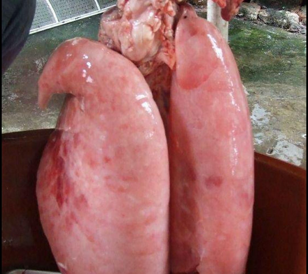 猪肺猪心红脏一套 找分包老板