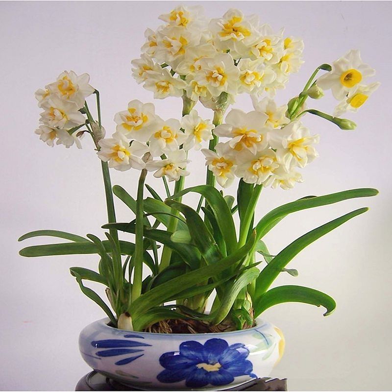  水仙花种球