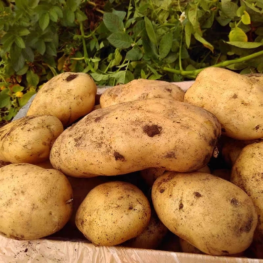 忻州希森6号土豆 小李助农  荷兰十五 希森6号大量上市 货源充足