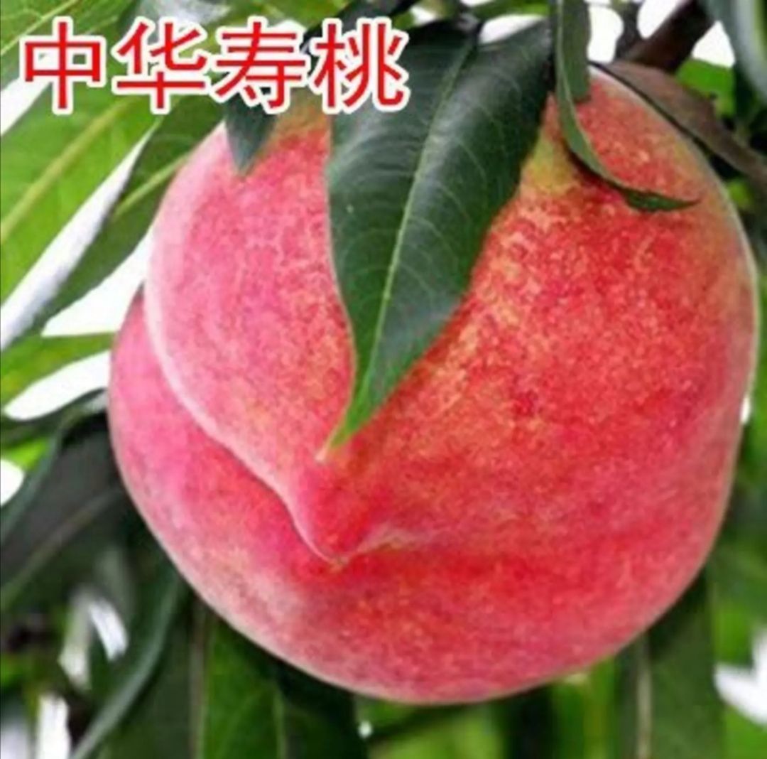 中华寿桃品种介绍图片