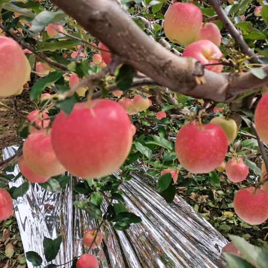 烟台 烟台嘎啦苹果