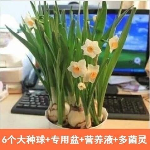  水仙花种球