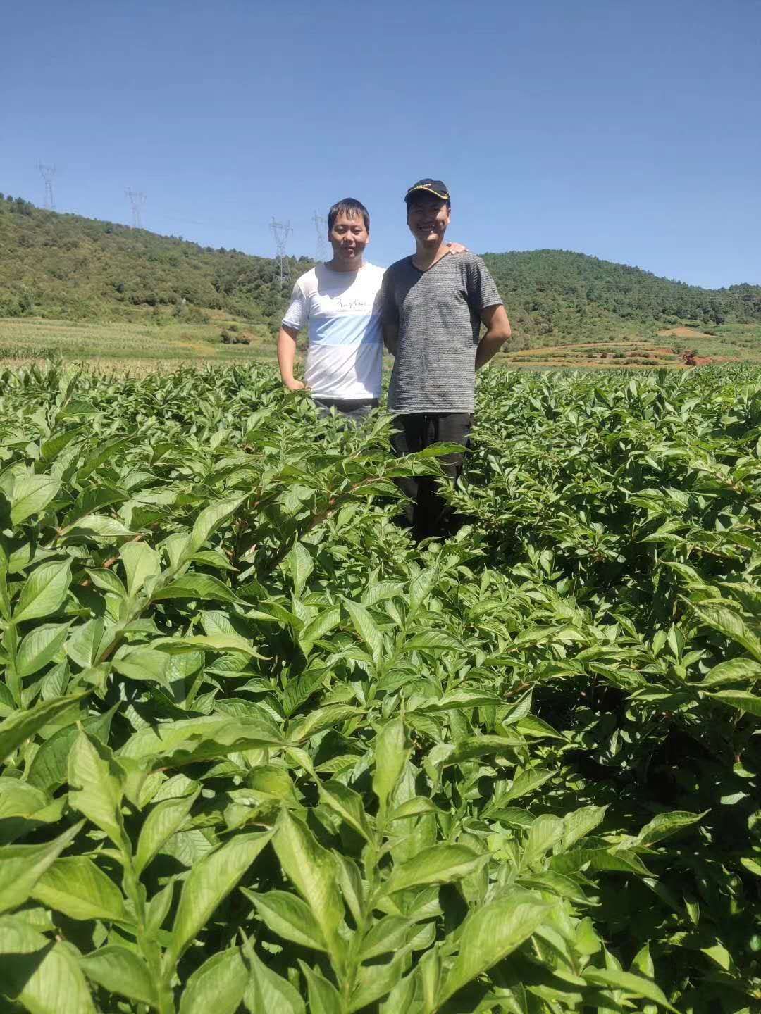 云南花魔芋，保质保量，周边送货，免费技术指导签回收合同