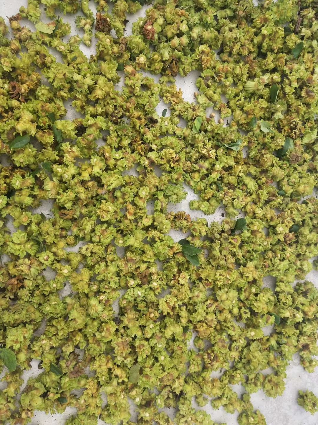  榛子鲜果 东北原生榛子仁 绿色无污染 铁岭开原榛子 全国发货