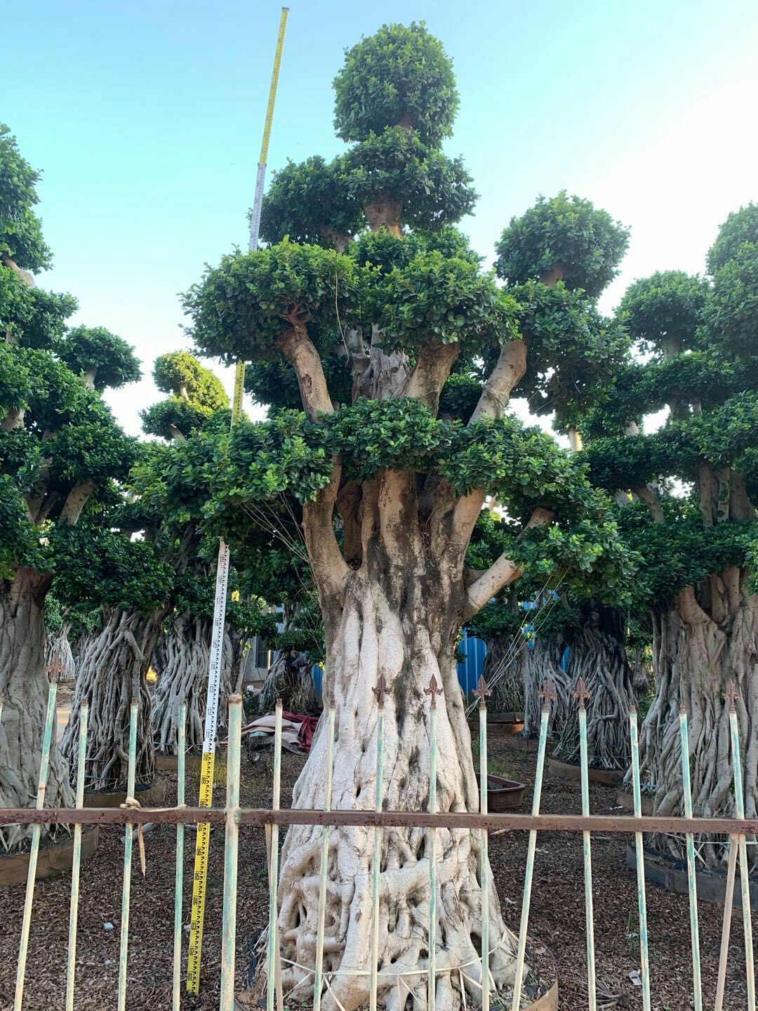 造型景观小叶榕桩头 福建造型南安提根小叶榕桩景桩头批发