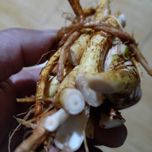 三江县【广西中药材】五指毛桃鲜货无硫色泽鲜亮清香欢迎广大客户咨询