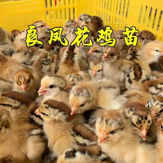 南宁土鸡苗  出售各优良品种鸡鸭鹅苗脱温苗出壳苗灵山土鸡深受广大民众喜爱