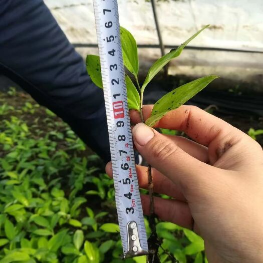 安化县黄精种苗 黄精籽育苗，药典品种，抗病力强产量高