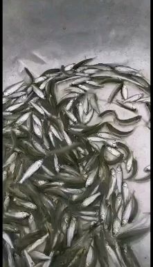 赤眼鳟鱼苗 淡水养殖种苗 广东广州花都区发货