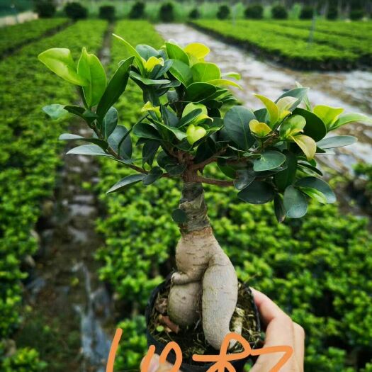 漳浦县 人参榕树绿植盆栽盆景，室内绿植盆栽人参瓜，榕树瓜盆景