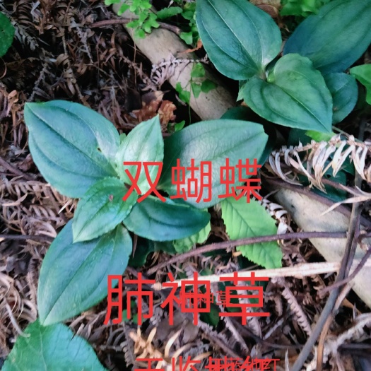 三江县肺形草  中药材，双蝴蝶，肺神草冷背品无硫干货