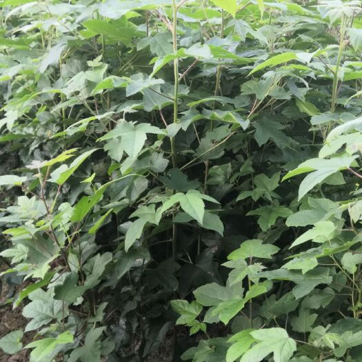 九江造林苗枫香  自己苗圃的枫香田苗当年苗，大小规格都有，欢迎订购