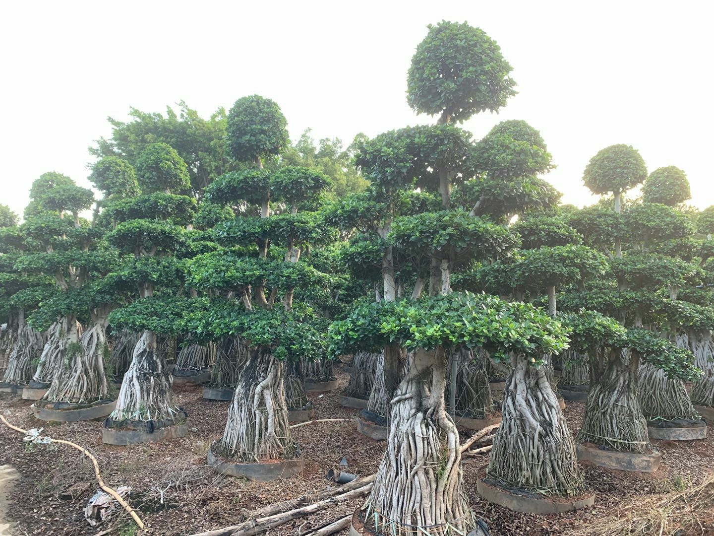 造型景观小叶榕桩头 福建造型南安提根小叶榕桩景桩头批发