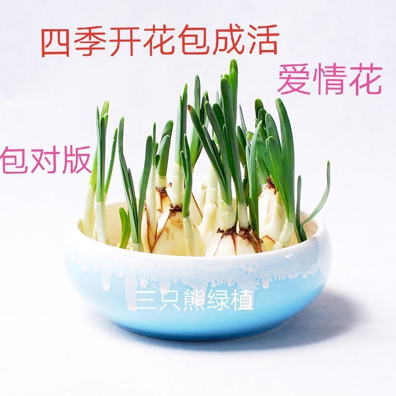 水仙花种球