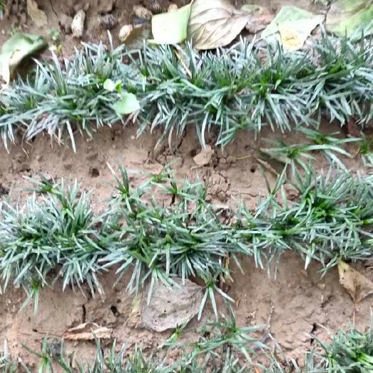 襄樊日本矮麦冬草，玉龙草、矮麦冬草
