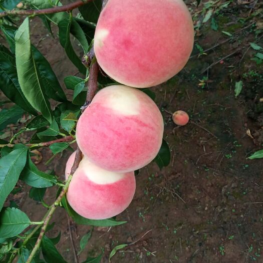 莒县水蜜桃 密桃大量上市中