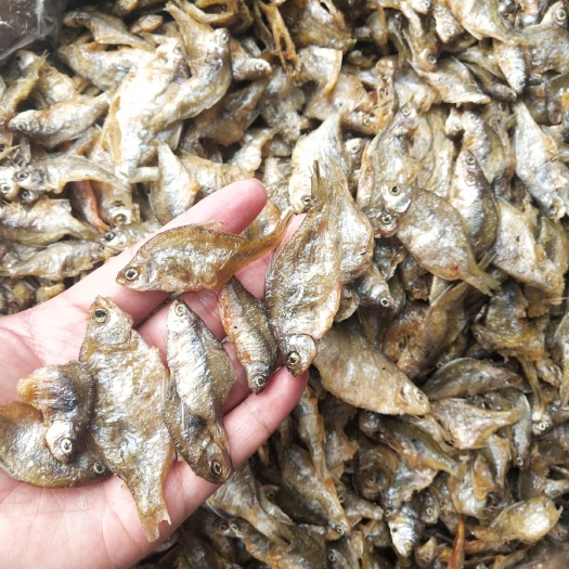 鳑鲏鱼