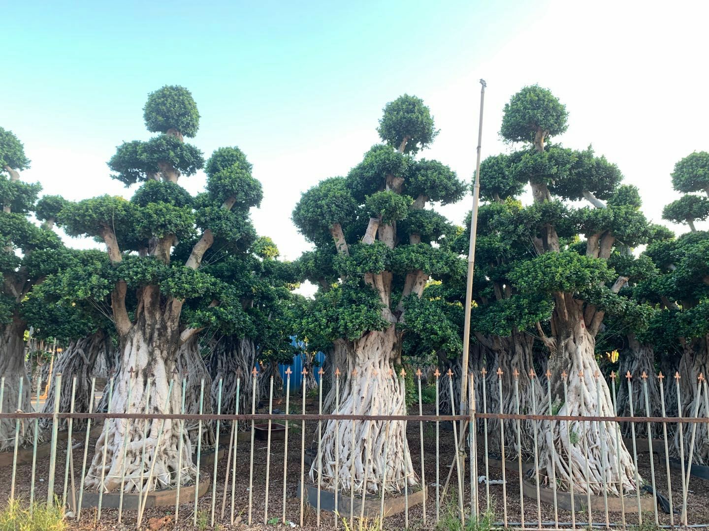 造型景观小叶榕桩头 福建造型南安提根小叶榕桩景桩头批发