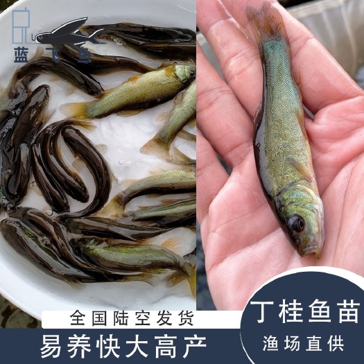 广州丁桂鱼苗