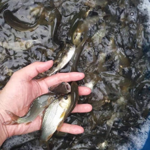 贞丰县《鲤鱼苗》杂交建鲤鲤鱼苗 鱼场批发直销提供养殖技术货运全国