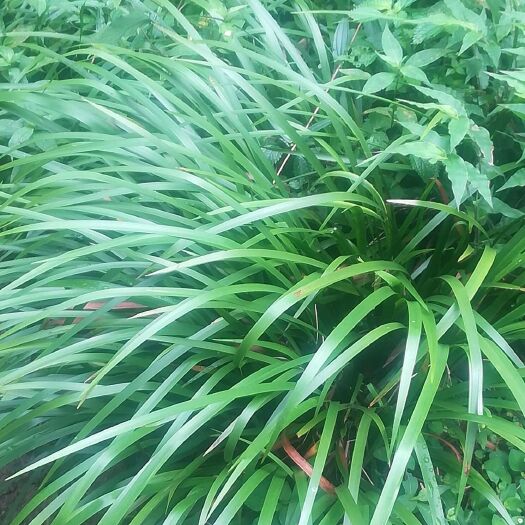 宣汉县包邮！茴香菖蒲苗 茴香菖蒲  山奈